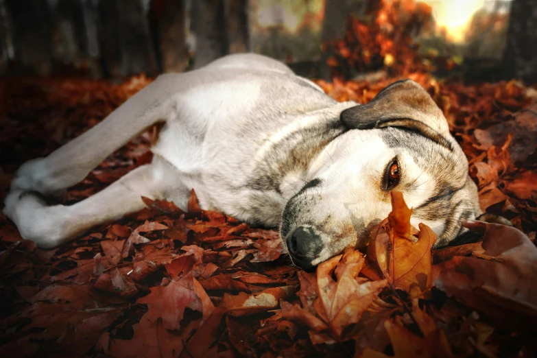 a white dog sleeps with his head down on leaves