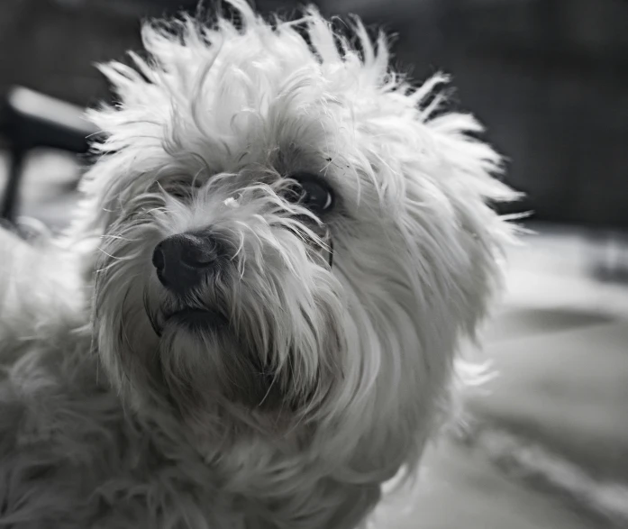 this black and white po of a small dog