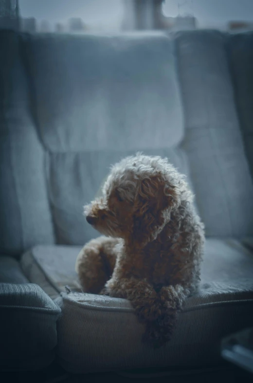 a close up of a dog sitting on a chair