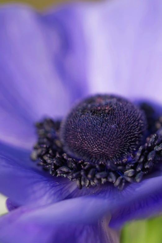 a close up s of the center of a purple flower