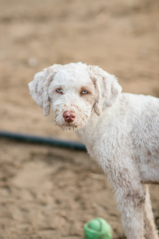 there is a white dog with no frizzy hair standing on the ground