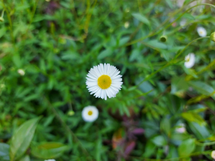 a daisy sits in a green field with other flowers