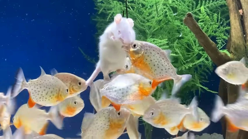 a fish in an aquarium with other ones in it