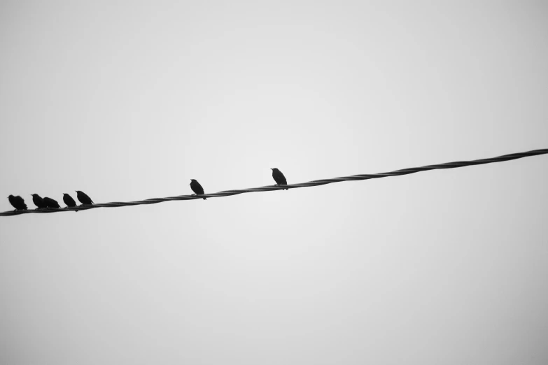 birds are perched on the wires on a cloudy day