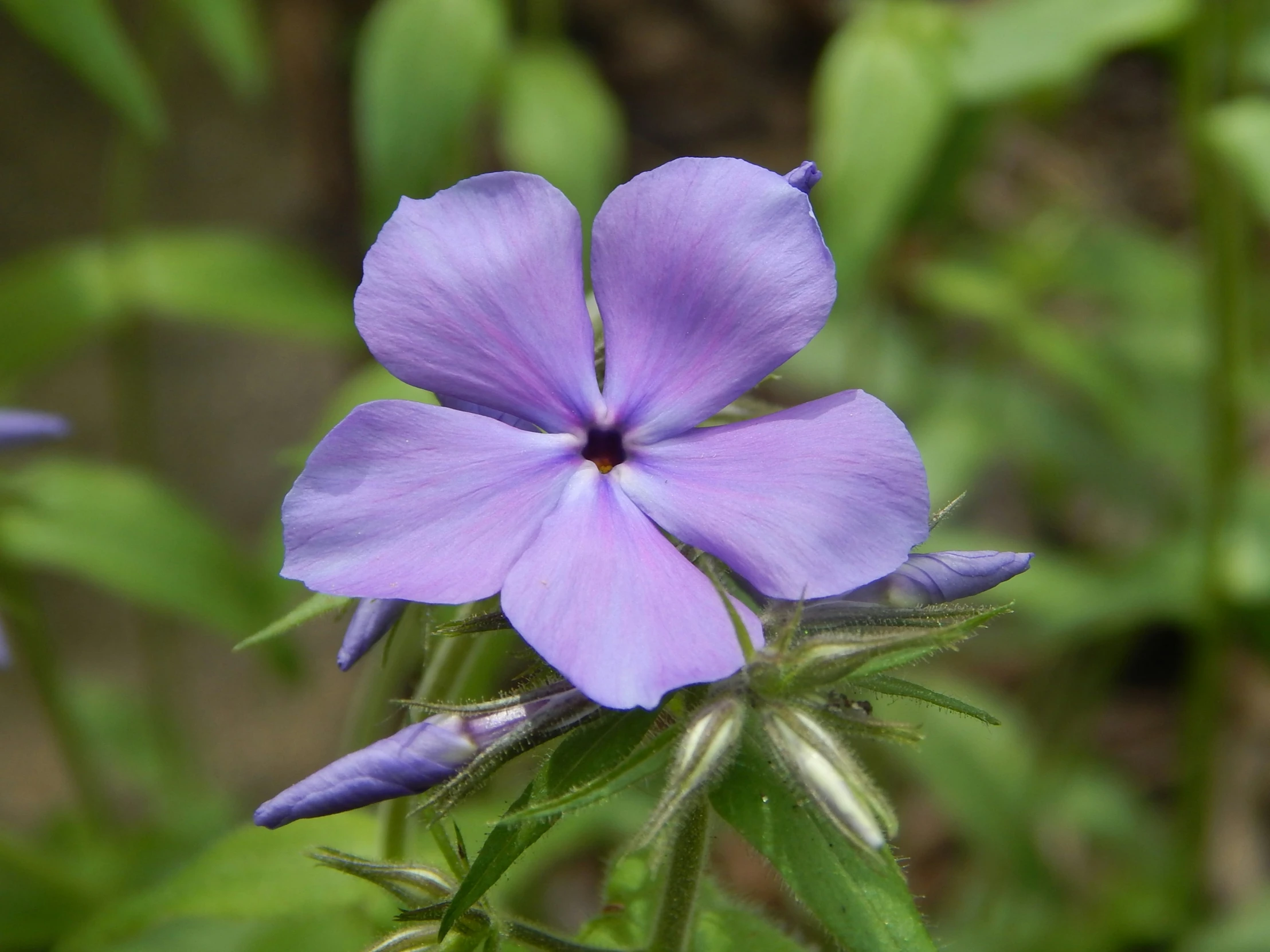 a purple flower is next to some green leaves