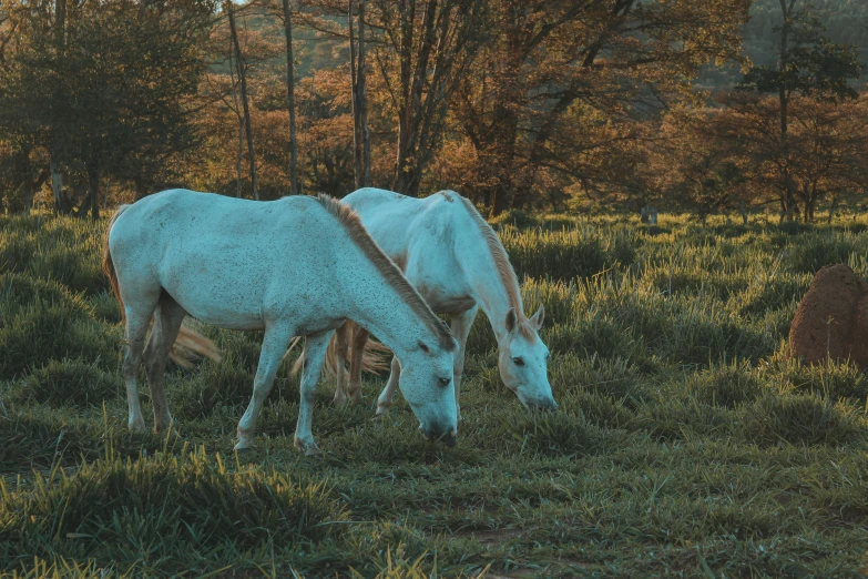 two horses are standing in a field together