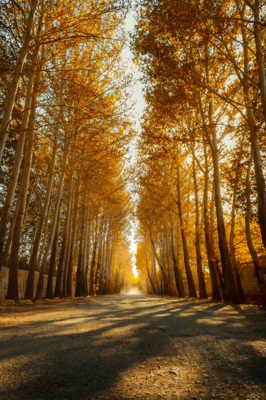 a road that is surrounded by trees