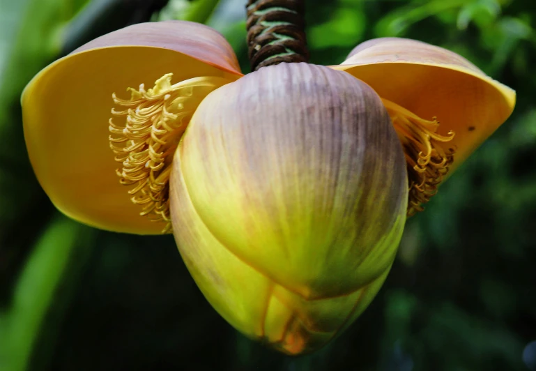 the flower is ready to bloom on the plant