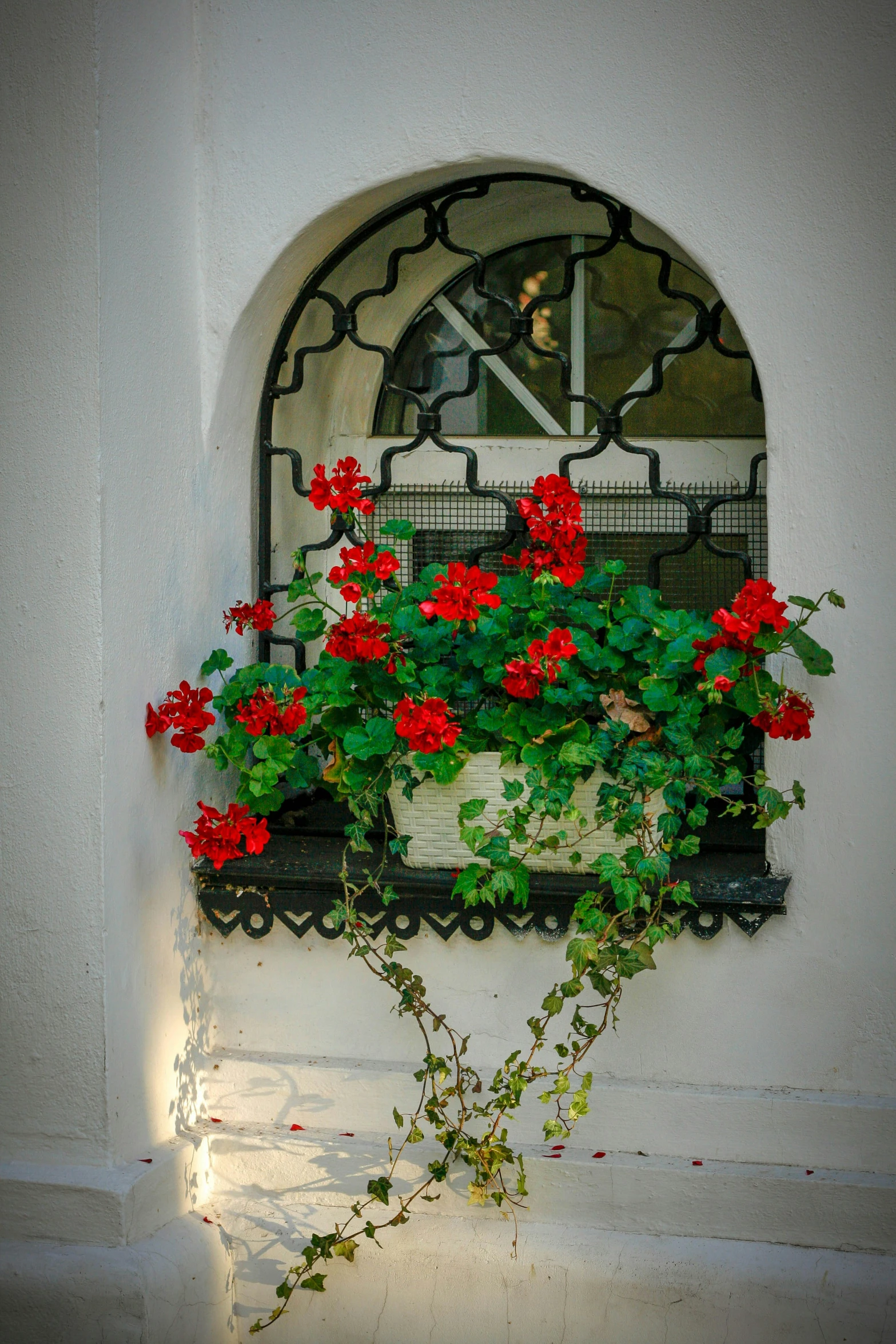 plants in a pot are below an arched window