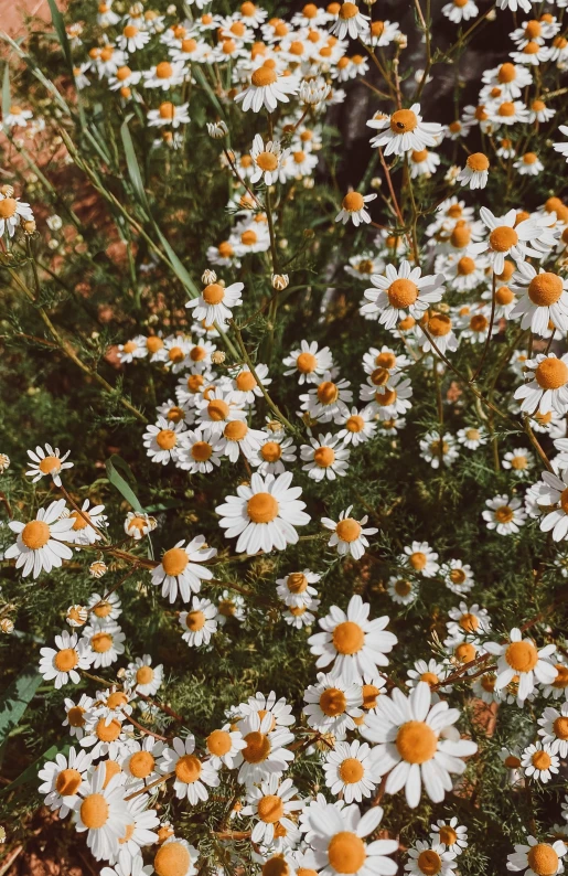 large bunch of white daisies in a garden