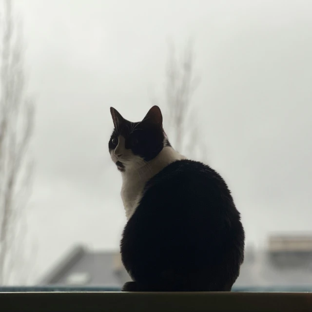 a black and white cat sits on a rail