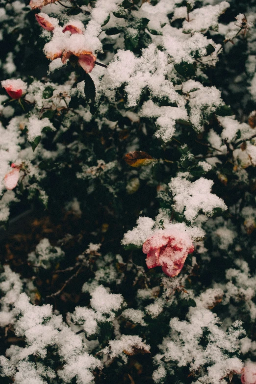 a snow covered flower bush with a black background