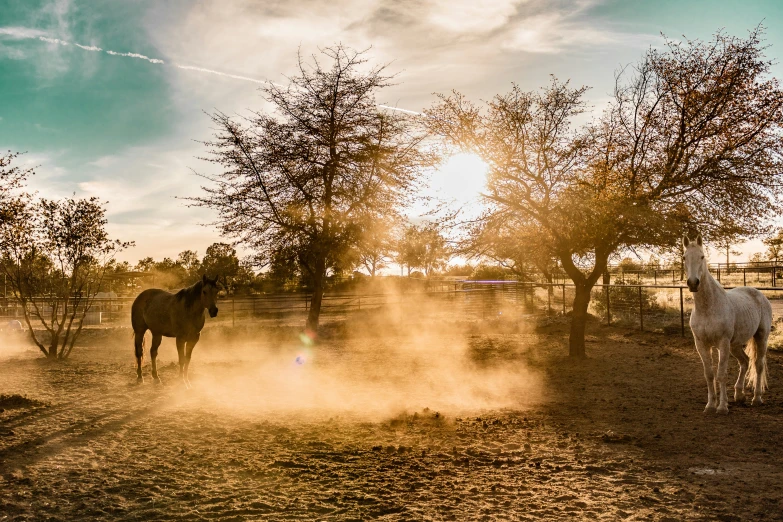 a couple of horses standing on top of a dirt field