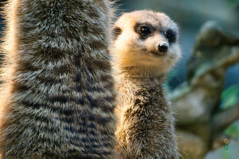 a picture of a meerkat standing in the tree looking forward