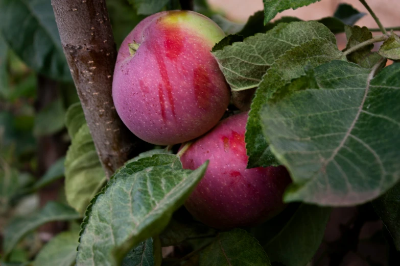 three ripe fruits on the nch of an apple tree