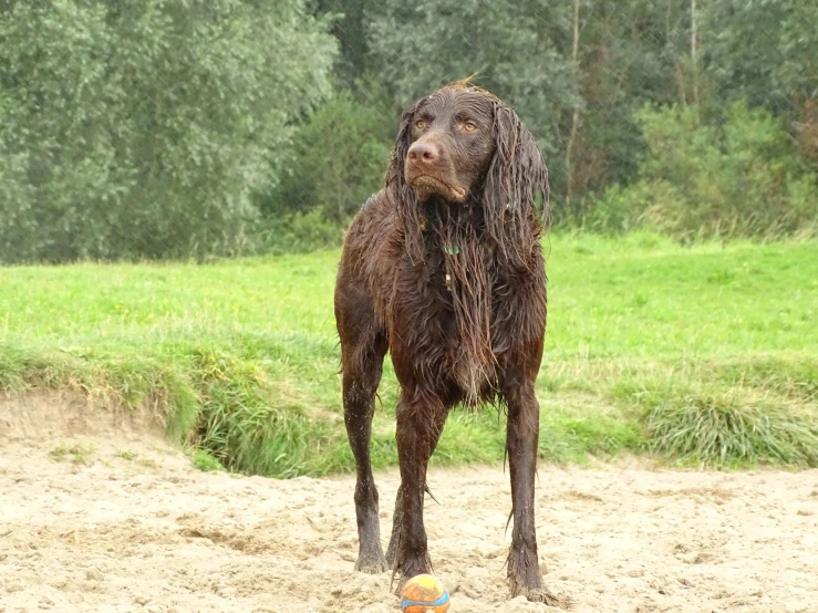 wet, furry brown dog standing in the dirt