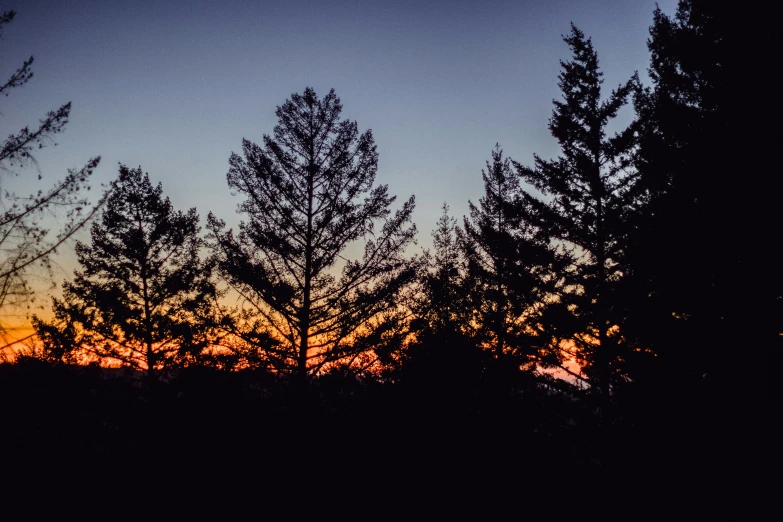 a black silhouetted line of trees with a sunset in the background