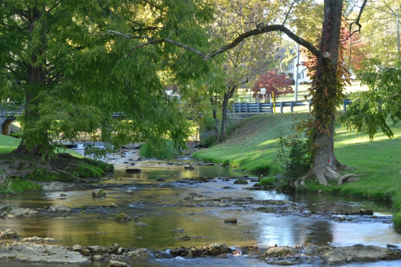 small stream flowing between two green trees