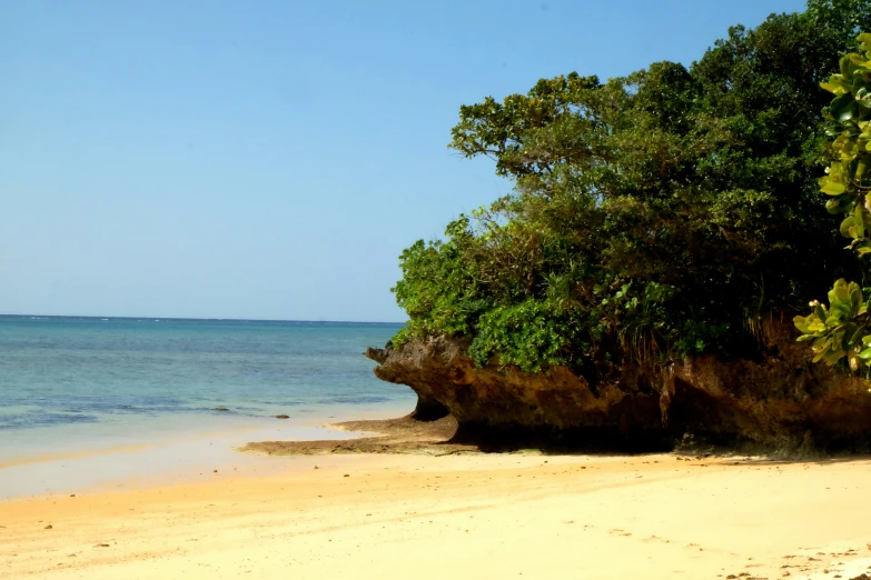 a tree leans against the rock on the beach