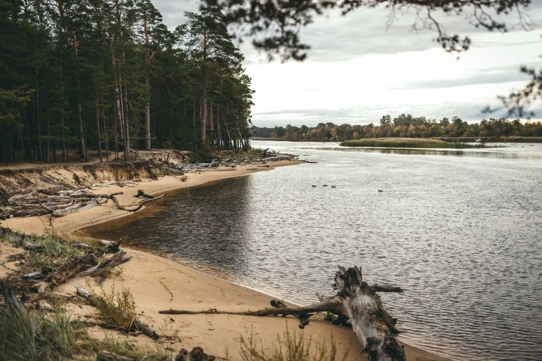 some very pretty trees and water by the shore