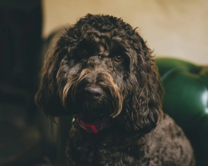 black curly haired dog sitting on chair next to balls