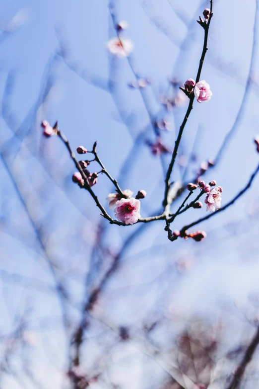 a close up of the nches and flowers of a tree