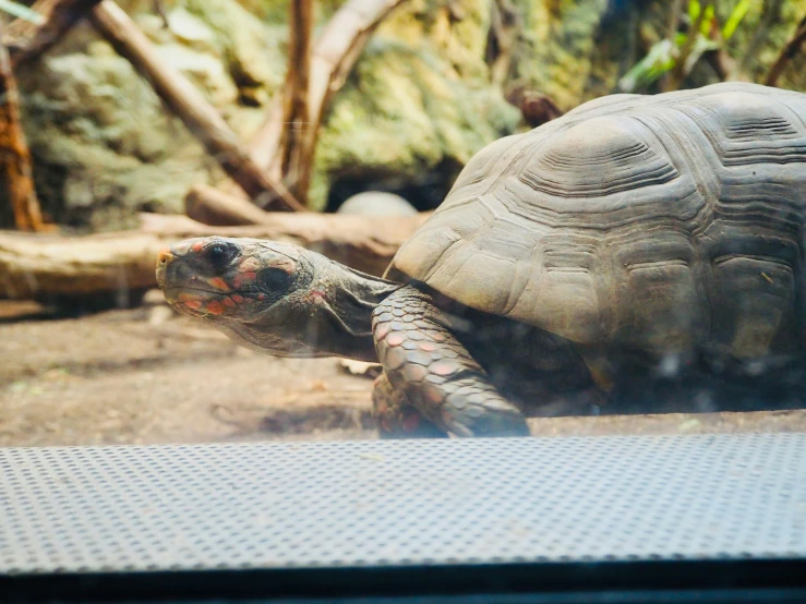 a large turtle is standing outside next to some trees