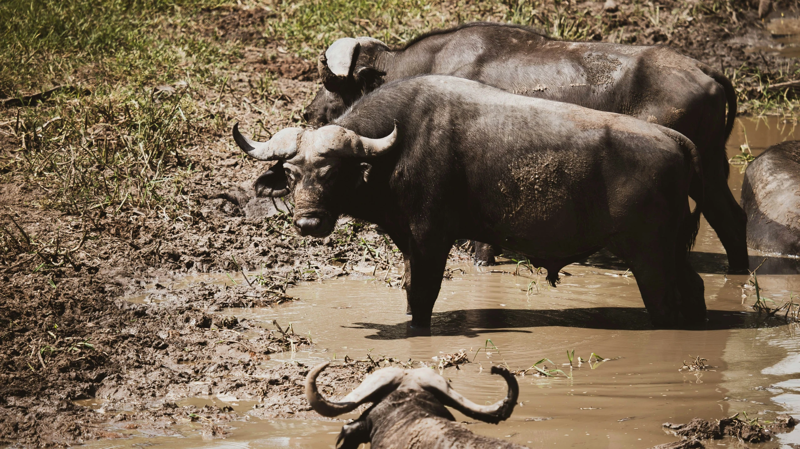 several animals are wading in the mud