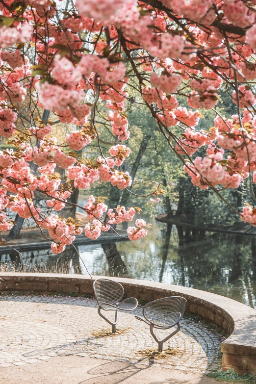 a couple of park benches sitting underneath pink blossoms