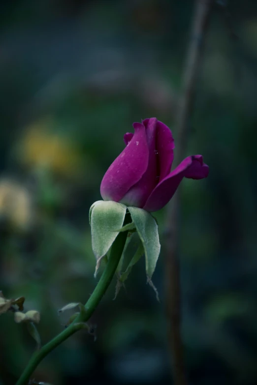 the flower is purple and green with white tips