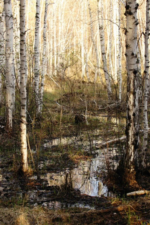 a group of small trees standing in the middle of a forest