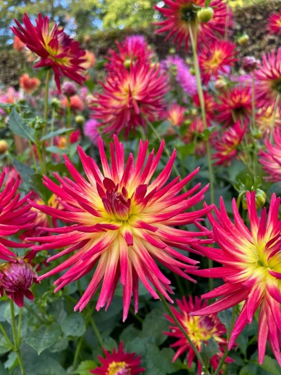 pink flowers are blooming in the open field