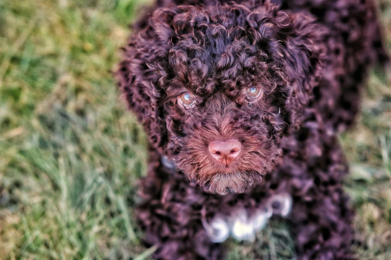 a close up view of a brown dog in the grass