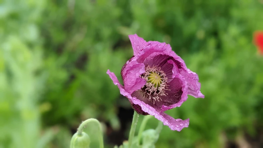 the pink flower is blooming in the garden