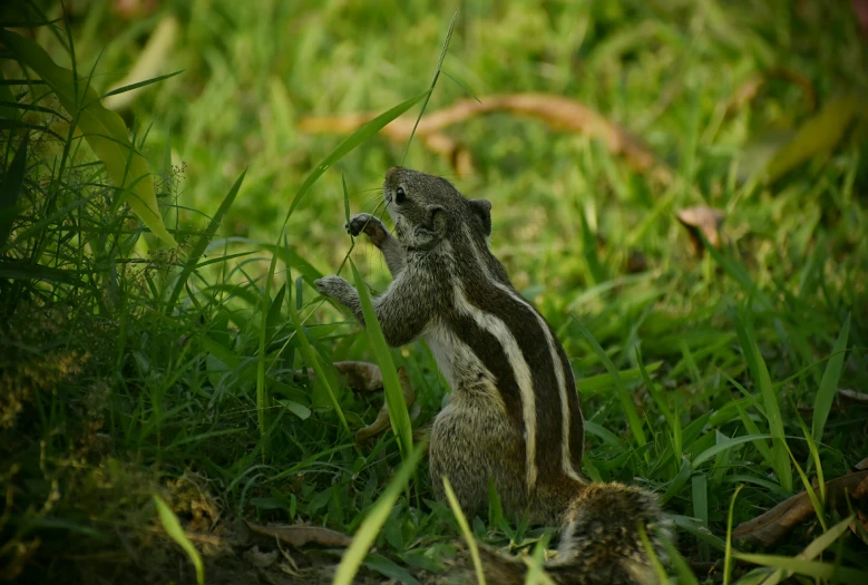 a little baby animal is playing in the grass