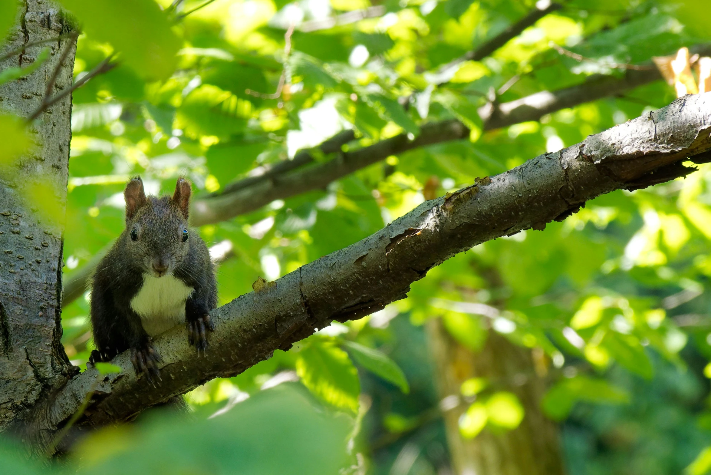 a squirrel sitting on a tree nch in a forest