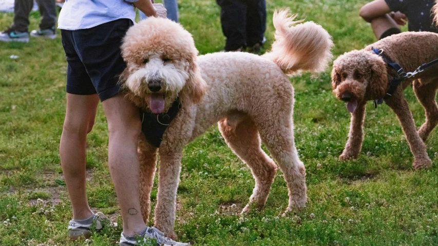 two poodles are tied to leashes while others look on