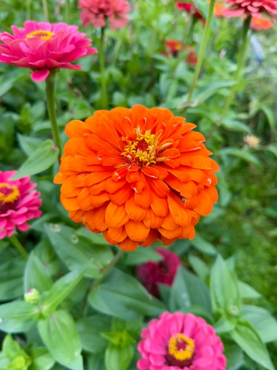 a red flower blooming in a garden