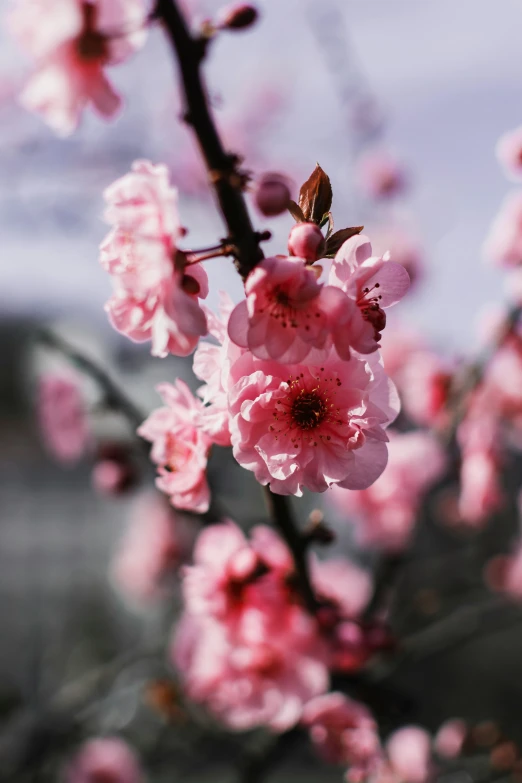 flowers that are blooming on the nches of trees