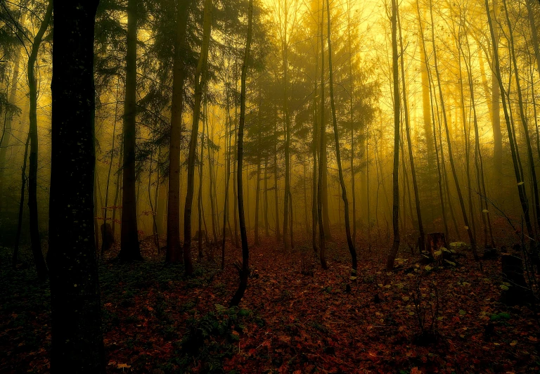 sun peeking through the fog in the forest