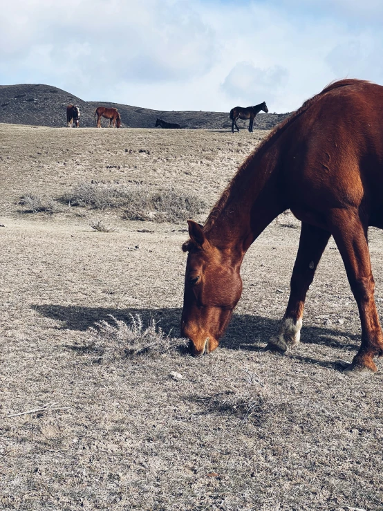 two horses graze in the desert on some stones