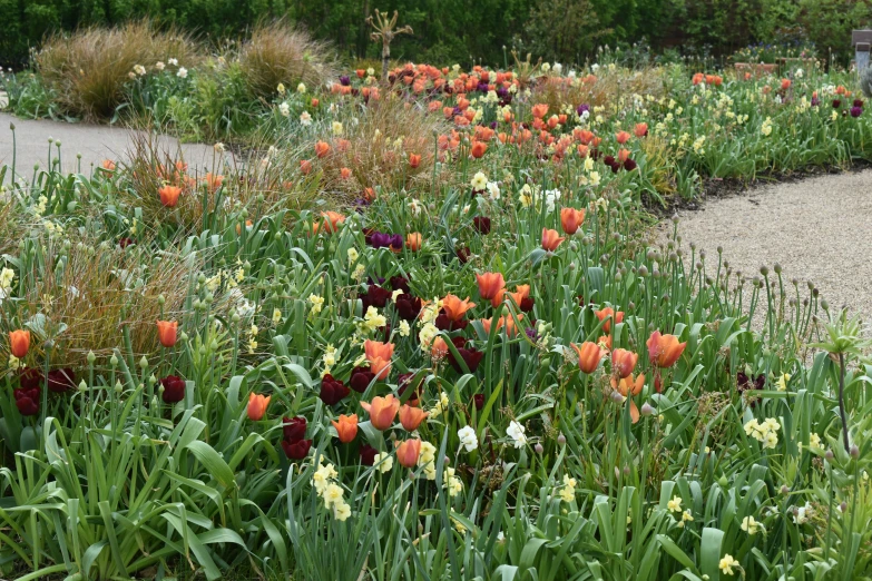 a bunch of flowers that are in the grass