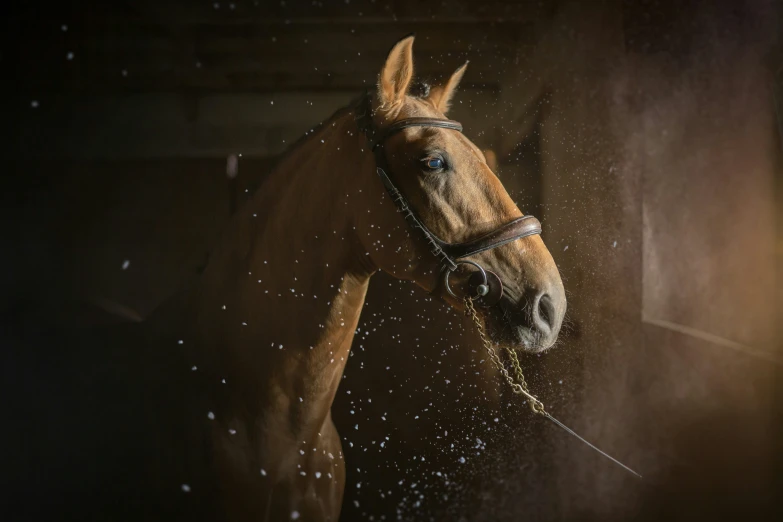 the horse is wearing a bridle while standing under the water droplets