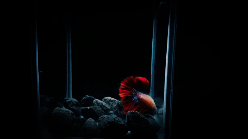 a fish in a black bowl and some rocks