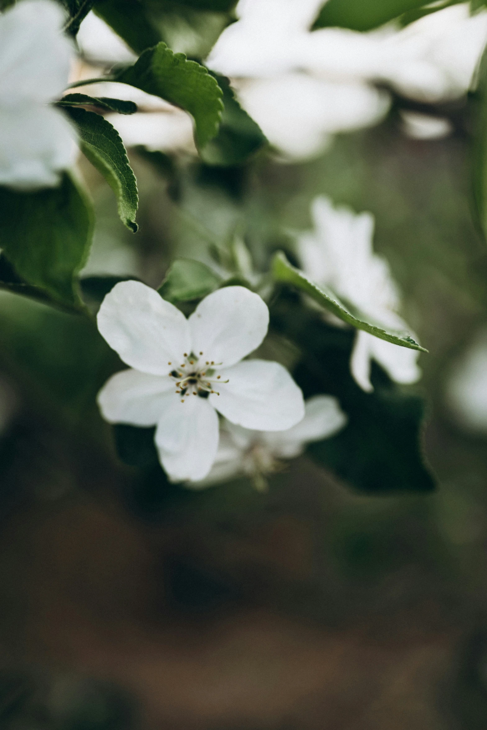 white flowers grow on green leaves in the sunlight