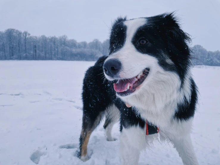 a dog has his tongue out on the snowy ground