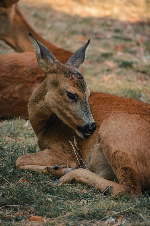 the two young deers are lying on the ground together