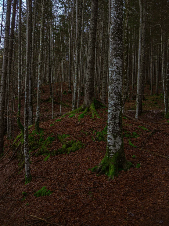 a forest that has a bunch of very pretty trees