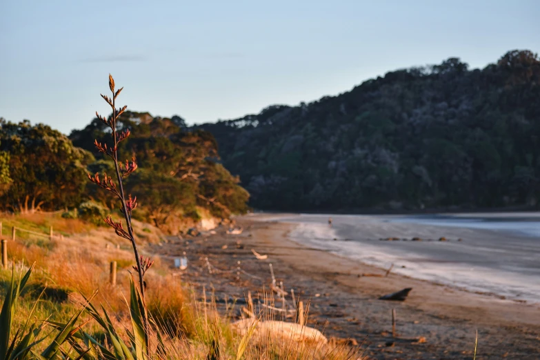 an image of some sort of beach near water