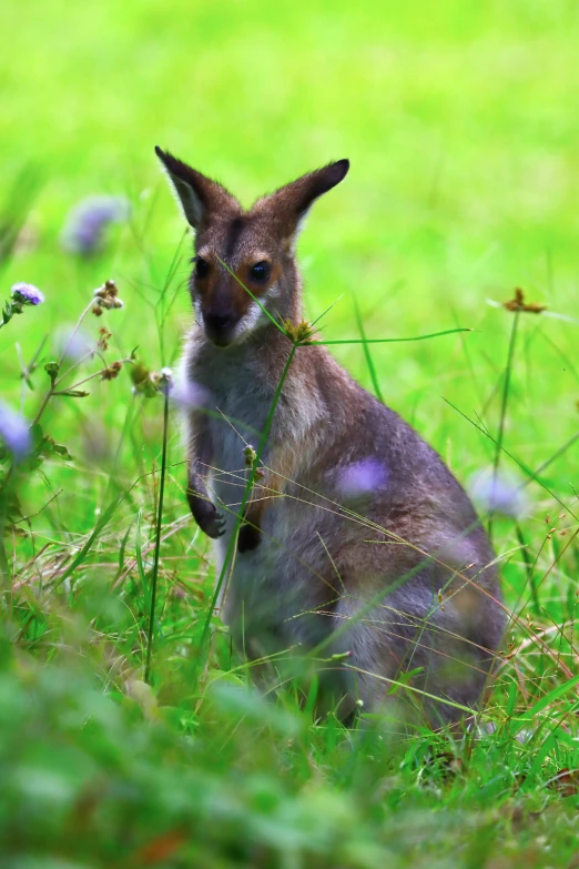 a kangaroo sits in the tall green grass